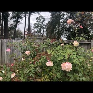 Meet your Posher, Lucy